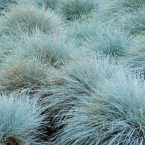 6 x Fétuque bleue 'Elijah Blue' - Festuca glauca 'Elijah Blue'  - godet 9cm x 9cm