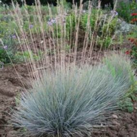 6 x Fétuque bleue - Festuca glauca  - godet 9cm x 9cm