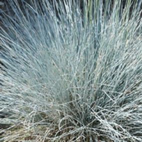 6 x Fétuque bleue 'Uchte' - Festuca glauca 'Uchte'  - godet 9cm x 9cm