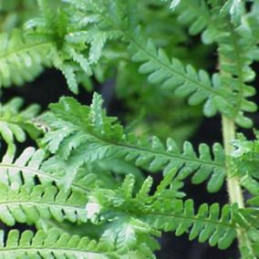 6 x Fausse fougère mâle - Dryopteris affinis 'Cristata'  - godet 9cm x 9cm