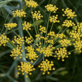 6 x Fenouil - Foeniculum vulgare  - godet 9cm x 9cm