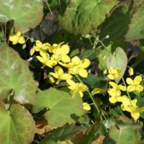 6 x Fleur des elfes 'Fröhnleiten - Epimedium perralderianum 'Frohnleiten'  - godet 9cm x 9cm