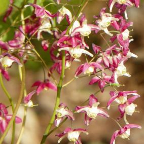 6 x Fleur des elfes à grandes fleurs - Epimedium grandiflorum 'Red Beauty'  - godet 9cm x 9cm