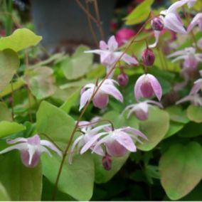 6 x Fleur des elfes 'Roseum' - Epimedium youngianum 'Roseum'  - godet 9cm x 9cm