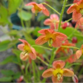 6 x Fleur des elfes warleyense - Epimedium warleyense  - godet 9cm x 9cm