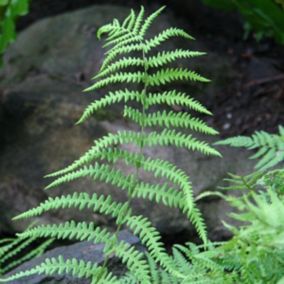 6 x Fougère des marais - Thelypteris palustris  - godet 9cm x 9cm