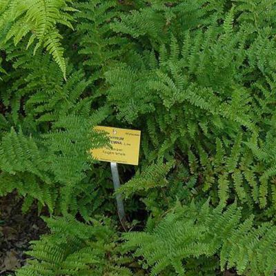6 x Fougère femelle - Athyrium filix femina - godet 9cm x 9cm