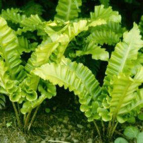 6 x Fougère scolopendre langue - Asplenium Scolopendrium Undulata  - godet 9cm x 9cm