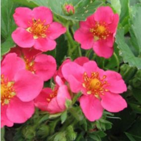 6 x Fraisier d'ornement 'Pink Panda' - Fragaria 'Pink Panda'  - godet 9cm x 9cm