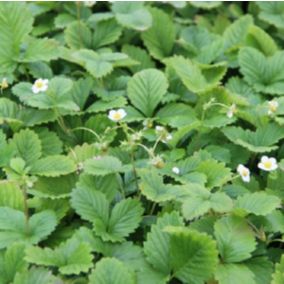 6 x Fraisier des bois 'Alexandria' - Fragaria vesca 'Alexandria'  - godet 9cm x 9cm