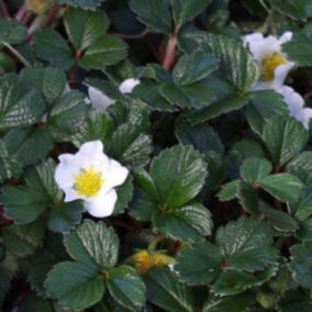 6 x Fraisier du Chili - Fragaria chiloensis  - godet 9cm x 9cm