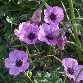 6 x Géranium vivace 'Ballerina' - Geranium cinereum 'Ballerina'  - godet 9cm x 9cm