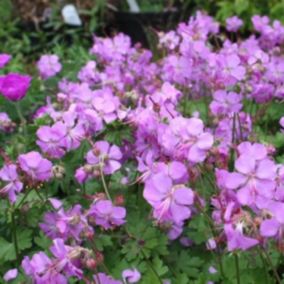 6 x Géranium vivace 'Cambridge' - Geranium cantabrigiense 'Cambridge'  - godet 9cm x 9cm