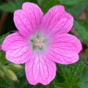 6 x Géranium vivace 'Claridge Druce' - Geranium oxonianum 'Claridge Druce'  - godet 9cm x 9cm