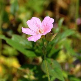 6 x Géranium vivace d'Endress - Geranium endressi 'Wargrave Pink'  - godet 9cm x 9cm