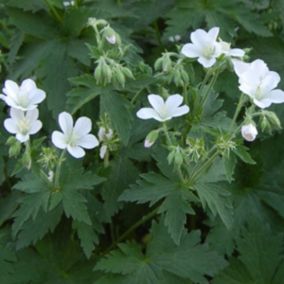 6 x Géranium vivace des bois 'Album' - Geranium sylvaticum 'Album'  - godet 9cm x 9cm