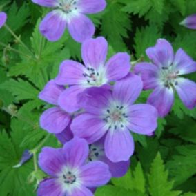 6 x Géranium vivace des bois 'Mayflower' - Geranium sylvaticum 'Mayflower'  - godet 9cm x 9cm