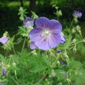 6 x Géranium vivace des près - Geranium pratense  - godet 9cm x 9cm