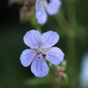 6 x Géranium vivace des près - Geranium pratense 'Mrs Kendall Clark'  - godet 9cm x 9cm