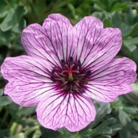 6 x Géranium vivace à feuilles cendrées - Geranium cinereum 'Laurence Flatman'  - godet 9cm x 9cm