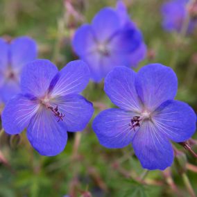 6 x Géranium vivace 'Johnson's Blue' - Geranium 'Johnson's Blue'  - godet 9cm x 9cm