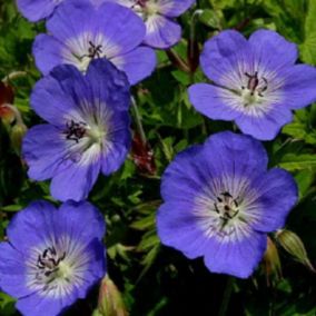 6 x Géranium vivace 'Jolly Bee' - Geranium 'Jolly Bee'  - godet 9cm x 9cm