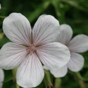 6 x Géranium vivace 'Kashmir White' - Geranium clarkei 'Kashmir White'  - godet 9cm x 9cm