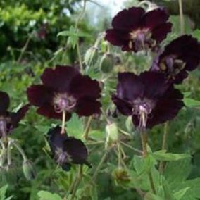 6 x Géranium vivace livide - Geranium phaeum  - godet 9cm x 9cm