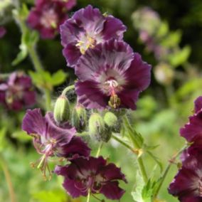 6 x Géranium vivace livide 'Samobor' - Geranium phaeum 'Samobor'  - godet 9cm x 9cm