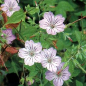 6 x Géranium vivace noueux - Geranium nodosum  - godet 9cm x 9cm