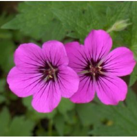 6 x Géranium vivace psilostemon 'Bressingham Flair' - Geranium psilostemon 'Bressingham Flair'  - godet 9cm x 9cm