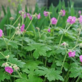 6 x Géranium vivace rhizomateux - Geranium macrorrhizum 'Bevan's Variety'  - godet 9cm x 9cm