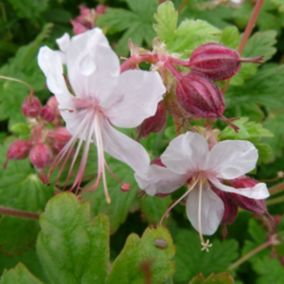 6 x Géranium vivace rhizomateux - Geranium macrorrhizum 'Spessart'  - godet 9cm x 9cm