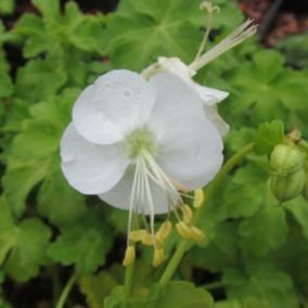 6 x Géranium vivace rhizomateux - Geranium macrorrhizum 'White Ness'  - godet 9cm x 9cm