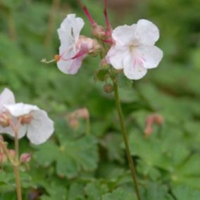 6 x Géranium vivace 'Saint Ola' - Geranium cantabrigiense 'Saint Ola'  - godet 9cm x 9cm