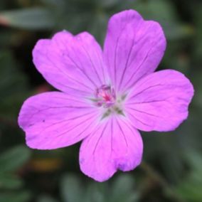 6 x Géranium vivace sanguin - Geranium sanguineum 'Compactum'  - godet 9cm x 9cm