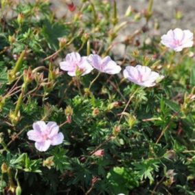 6 x Géranium vivace sanguin 'Striatum' - Geranium sanguineum striatum  - godet 9cm x 9cm