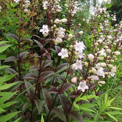 6 x Galane digitalis 'Husker Red' - Penstemon digitalis 'Husker Red ...