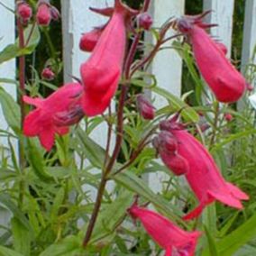 6 x Galane - Penstemon 'Andenken An Friedrich Hahn'  - godet 9cm x 9cm