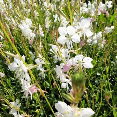 6 x Gaura Lindheimeri 'Madonna' - godet 9cm x 9cm
