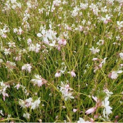 6 x Gaura Lindheimeri 'Madonna' - godet 9cm x 9cm