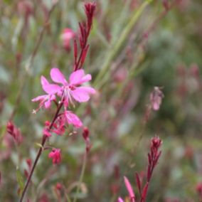 6 x Gaura lindheimeri 'Siskiyou Pink' - Gaura lindheimeri 'Siskiyou Pink'  - godet 9cm x 9cm