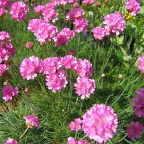 6 x Gazon d'Espagne - Armeria maritima 'Splendens Perfecta'  - godet 9cm x 9cm