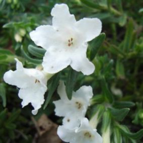 6 x Grémil 'Alba' - Lithodora diffusa 'Alba'  - godet 9cm x 9cm