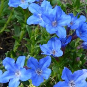 6 x Grémil 'Heavenly Blue' - Lithodora diffusa 'Heavenly Blue'  - godet 9cm x 9cm