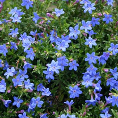 6 x Grémil 'Heavenly Blue' - Lithodora diffusa 'Heavenly Blue'  - godet 9cm x 9cm