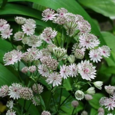 6 x Grande Astrance 'Alba' - Astrantia major 'Alba'  - godet 9cm x 9cm
