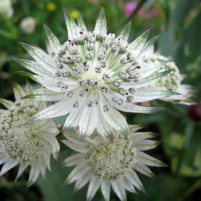6 x Grande Astrance 'Alba' - Astrantia major 'Alba'  - godet 9cm x 9cm