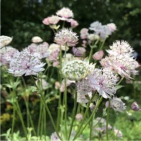 6 x Grande Astrance 'Buckland' - Astrantia major 'Buckland'  - godet 9cm x 9cm