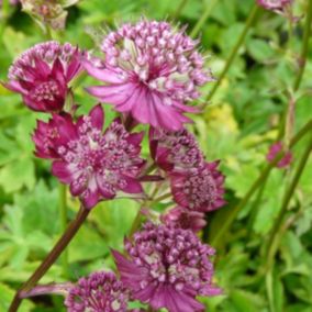 6 x Grande Astrance 'Lars' - Astrantia major 'Lars'  - godet 9cm x 9cm